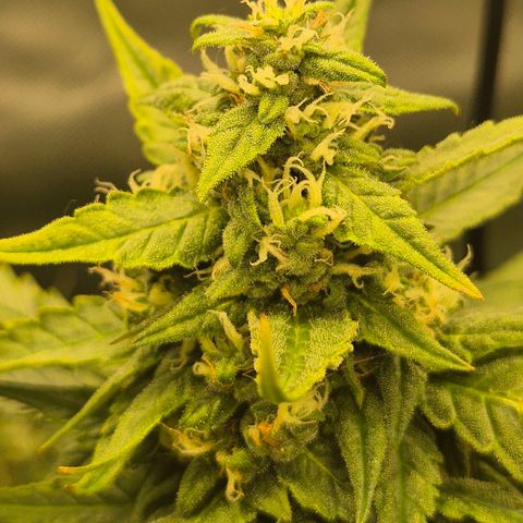 LSD auto (63-70 Tage ab Keimung) growlog timeline photo