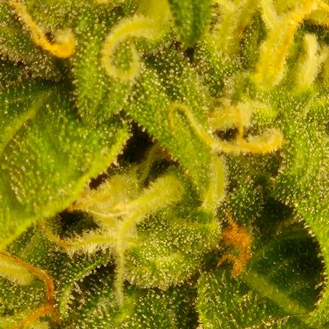LSD auto (63-70 Tage ab Keimung) growlog timeline photo