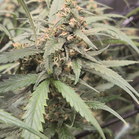 LSD auto (63-70 Tage ab Keimung) growlog timeline photo