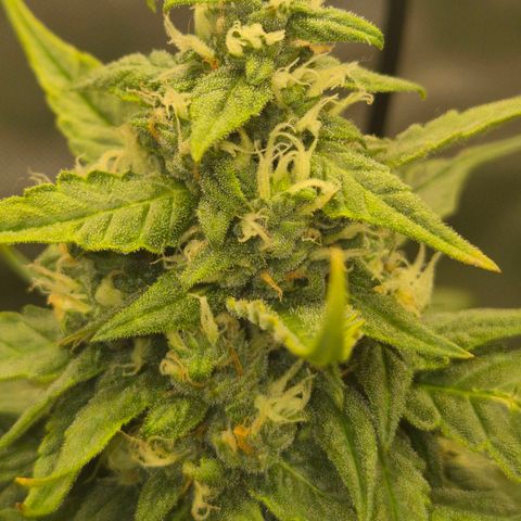 LSD auto (63-70 Tage ab Keimung) growlog timeline photo