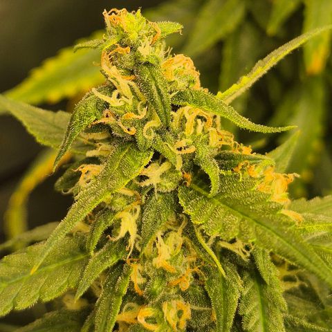 LSD auto (63-70 Tage ab Keimung) growlog timeline photo