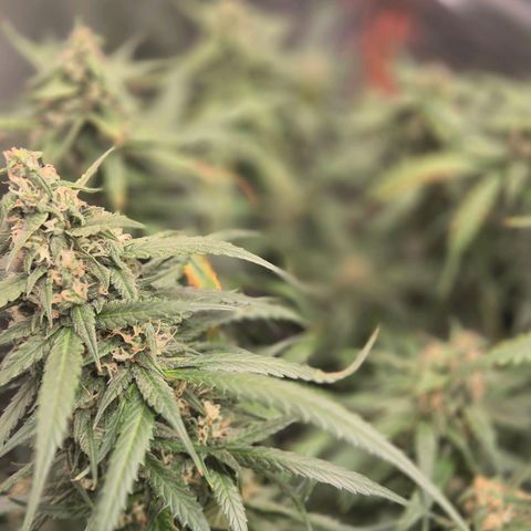 LSD auto (63-70 Tage ab Keimung) growlog timeline photo
