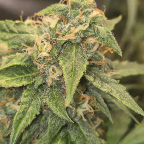LSD auto (63-70 Tage ab Keimung) growlog timeline photo