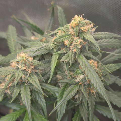 LSD auto (63-70 Tage ab Keimung) growlog timeline photo