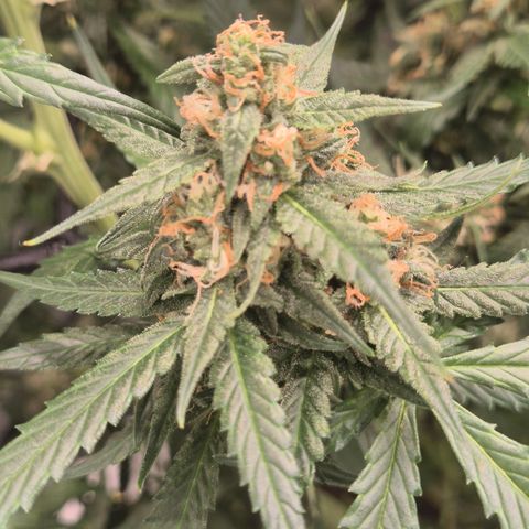 LSD auto (63-70 Tage ab Keimung) growlog timeline photo