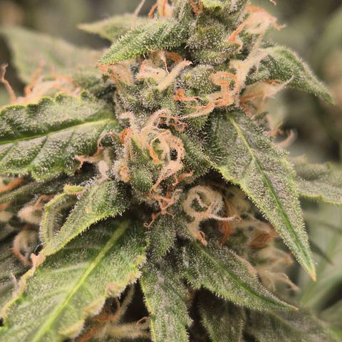 LSD auto (63-70 Tage ab Keimung) growlog timeline photo