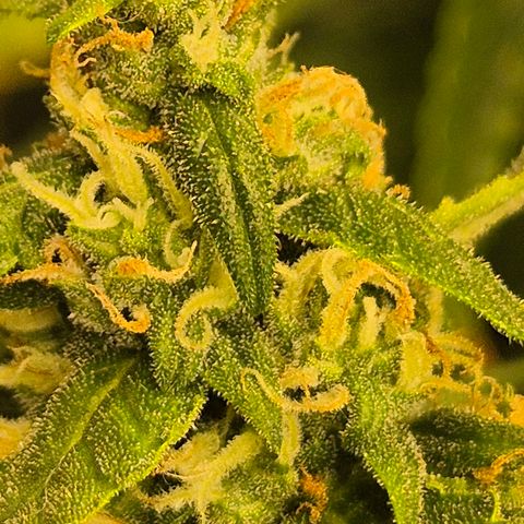 LSD auto (63-70 Tage ab Keimung) growlog timeline photo