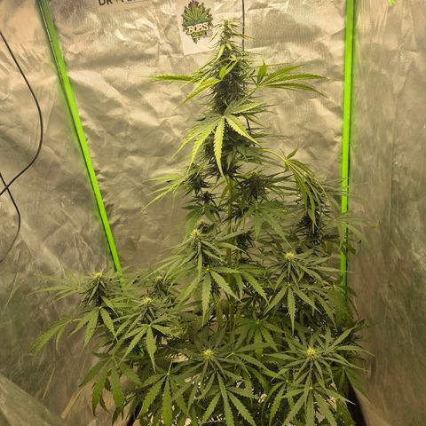 💚CHOCOLOPE 🍫 ☕️auto (56-63 BT) growlog timeline photo