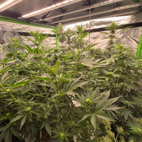 💚Bubba kush 🦝 (56-63 BT) growlog timeline photo
