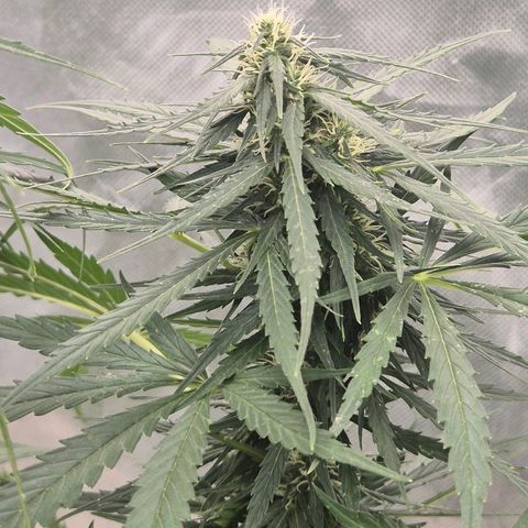 💚CHOCOLOPE 🍫 ☕️auto (56-63 BT) growlog timeline photo