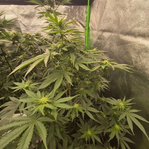 Tangerine dream 🌴 (60-65bt)  growlog timeline photo