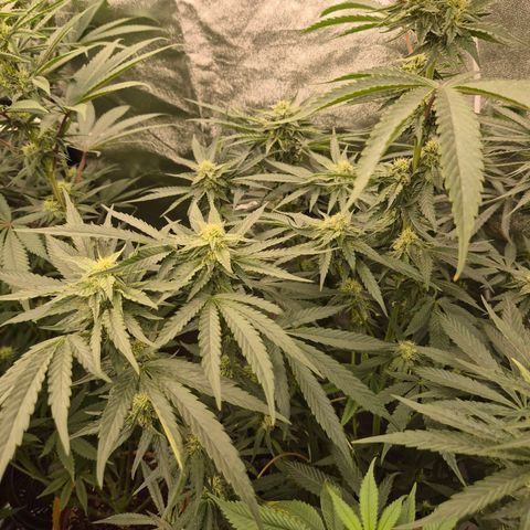 Ice cream cake 🍰 & permanent marker🖊(65-73bt) growlog timeline photo