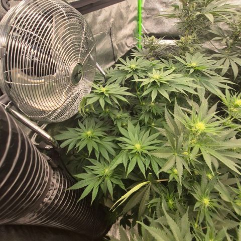 ICE 💚🧊 (63-70bt) growlog timeline photo