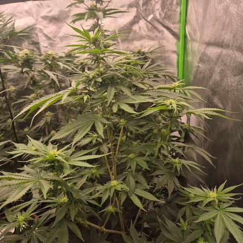 Tangerine dream 🌴 (60-65bt)  growlog timeline photo