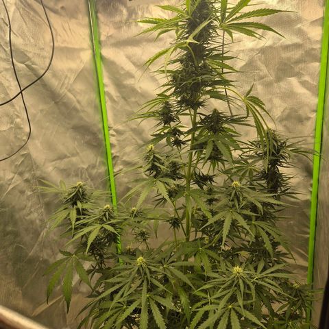 💚CHOCOLOPE 🍫 ☕️auto (56-63 BT) growlog timeline photo