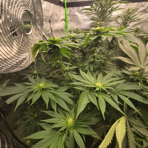 ICE 💚🧊 (63-70bt) growlog timeline photo