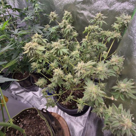 WTF- Königin Mimosa evo 👑👑👑 (65-70bt) growlog timeline photo