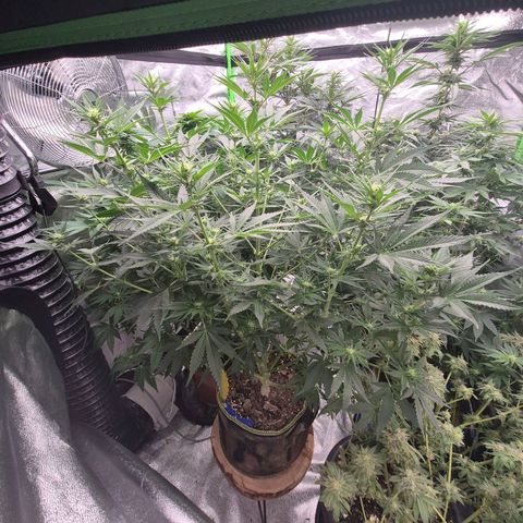 Mimosa evo stecki  🍊🍋🍍 (65-70bt) growlog timeline photo