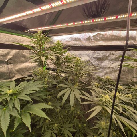 💚Bubba kush 🦝 (56-63 BT) growlog timeline photo