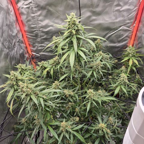 LSD auto (63-70 Tage ab Keimung) growlog photo: Man kann ihr beim Reifen zusehen. Jetzt am Nachmittag,  sieht sie nochmal anders aus