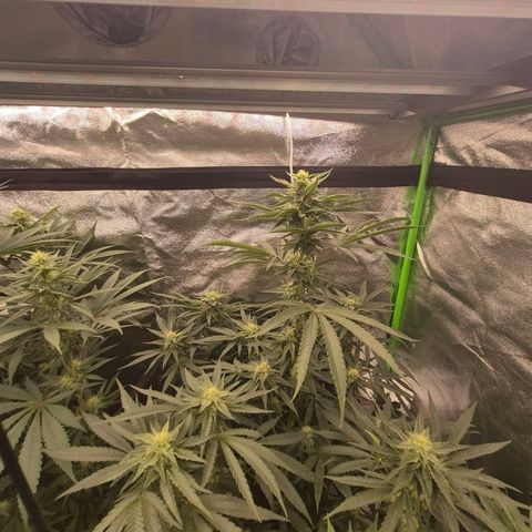 Ice cream cake 🍰 & permanent marker🖊(65-73bt) growlog timeline photo