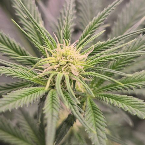 Mimosa evo stecki  🍊🍋🍍 (65-70bt) growlog timeline photo
