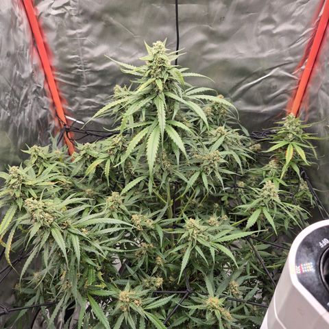 LSD auto (63-70 Tage ab Keimung) growlog timeline photo
