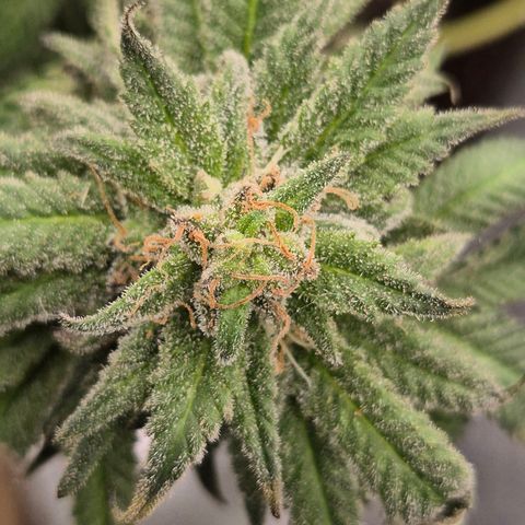 WTF- Königin Mimosa evo 👑👑👑 (65-70bt) growlog timeline photo
