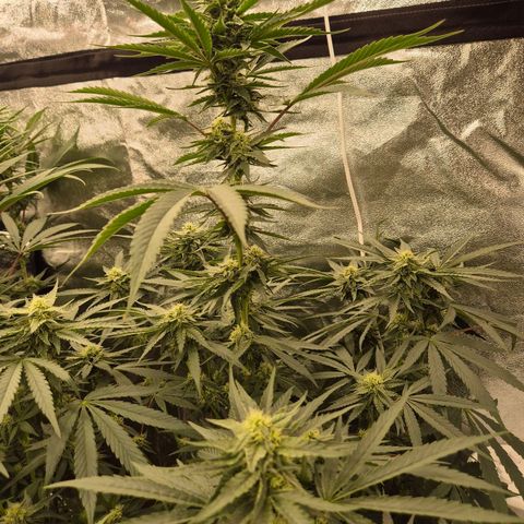Ice cream cake 🍰 & permanent marker🖊(65-73bt) growlog timeline photo