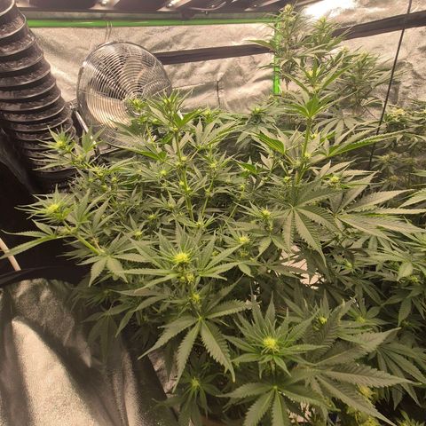 Mimosa evo stecki  🍊🍋🍍 (65-70bt) growlog timeline photo