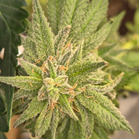 WTF- Königin Mimosa evo 👑👑👑 (65-70bt) growlog timeline photo