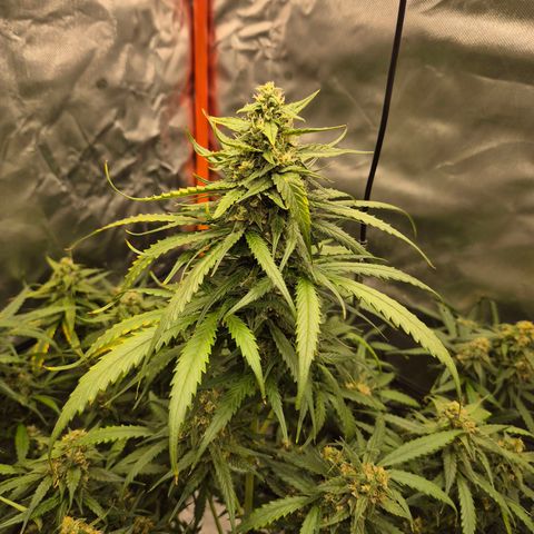 LSD auto (63-70 Tage ab Keimung) growlog timeline photo