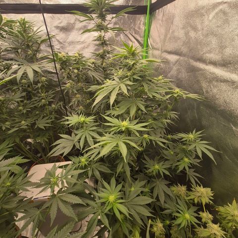 Tangerine dream 🌴 (60-65bt)  growlog timeline photo
