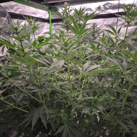 Mimosa evo stecki  🍊🍋🍍 (65-70bt) growlog timeline photo