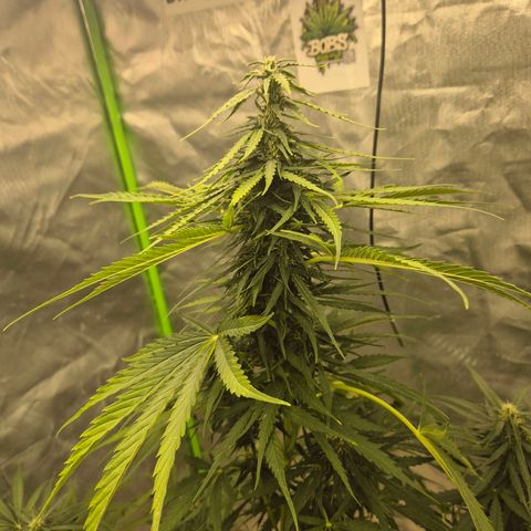 💚CHOCOLOPE 🍫 ☕️auto (56-63 BT) growlog timeline photo