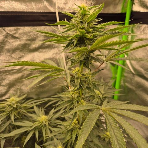 Ice cream cake 🍰 & permanent marker🖊(65-73bt) growlog timeline photo