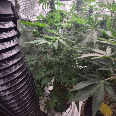 ICE 💚🧊 (63-70bt) growlog timeline photo