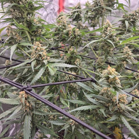 LSD auto (63-70 Tage ab Keimung) growlog timeline photo