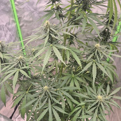 💚CHOCOLOPE 🍫 ☕️auto (56-63 BT) growlog timeline photo
