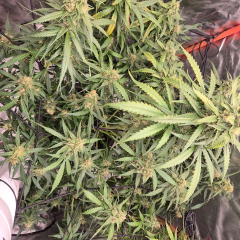 LSD auto (63-70 Tage ab Keimung) growlog timeline photo