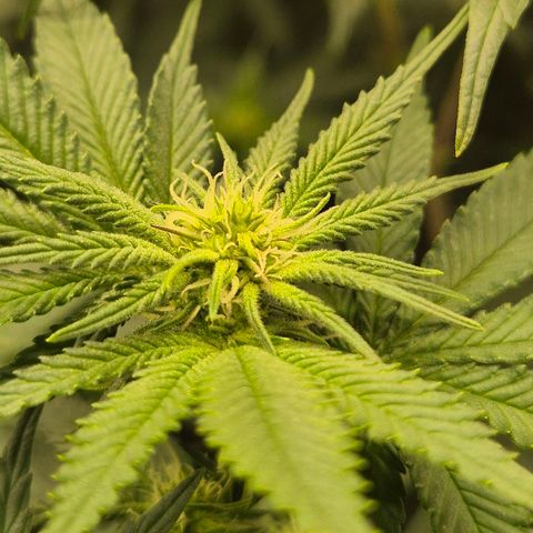 Tangerine dream 🌴 (60-65bt)  growlog timeline photo
