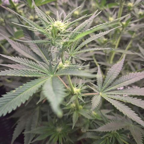 Mimosa evo stecki  🍊🍋🍍 (65-70bt) growlog timeline photo