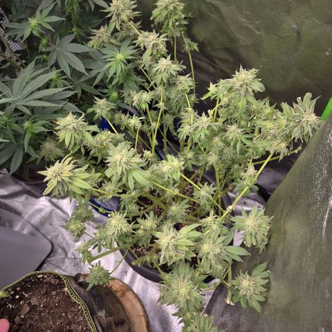 WTF- Königin Mimosa evo 👑👑👑 (65-70bt) growlog photo: Der rest