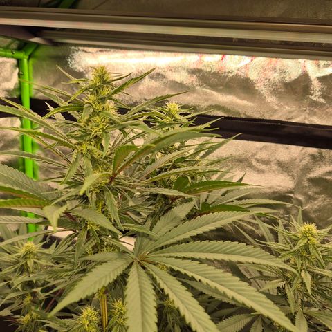💚Bubba kush 🦝 (56-63 BT) growlog timeline photo