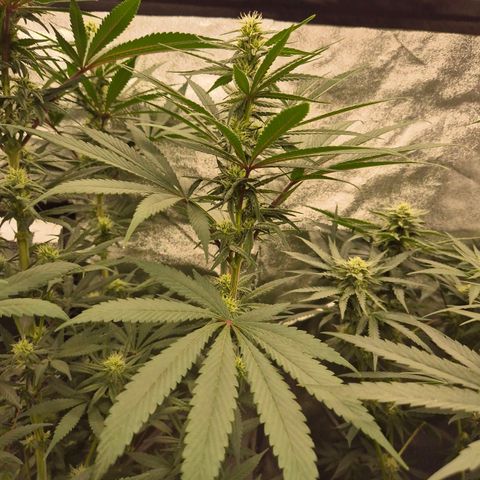 💚Bubba kush 🦝 (56-63 BT) growlog timeline photo