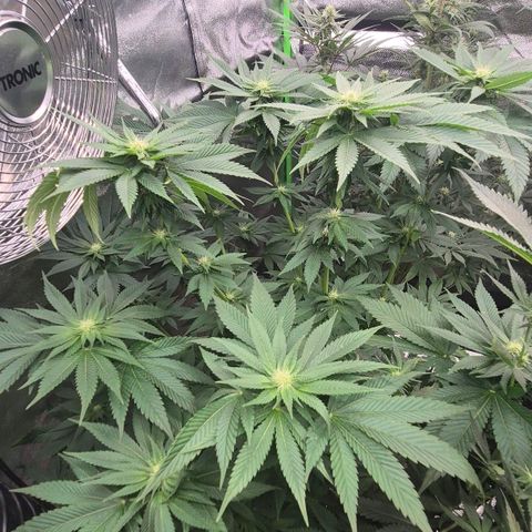 ICE 💚🧊 (63-70bt) growlog timeline photo
