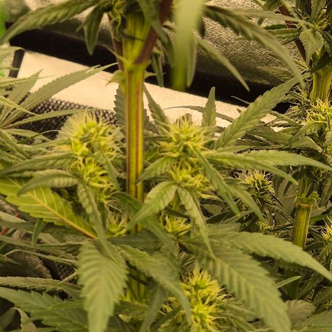 💚Bubba kush 🦝 (56-63 BT) growlog timeline photo