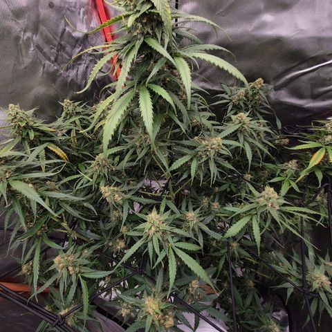 LSD auto (63-70 Tage ab Keimung) growlog timeline photo