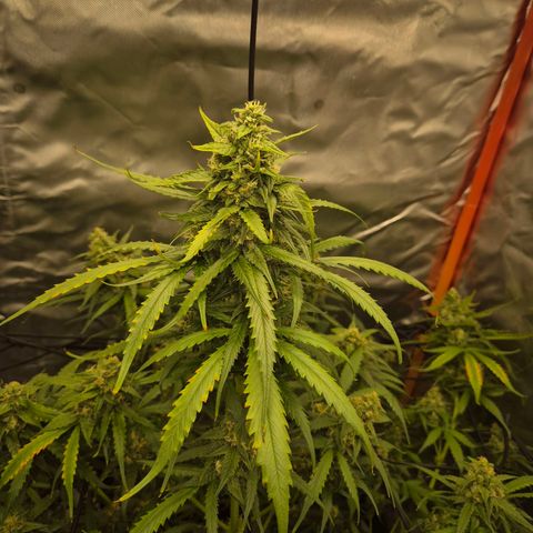LSD auto (63-70 Tage ab Keimung) growlog timeline photo