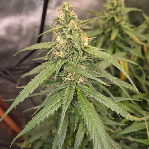 LSD auto (63-70 Tage ab Keimung) growlog timeline photo